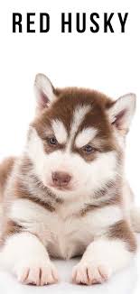Your Red Husky Guide Is This The Right Puppy For Your Family