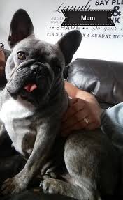 He has all the dna without sacrificing structure. Kc Registered French Bulldog Puppies In Pr1 Preston Fur 900 Blue Sable Isabella Carrier French Bulldog Girl Vin French Bulldog French Bulldog Puppies Bulldog
