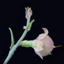 Image result for Convolvulus aschersonii