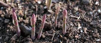 11 Fruits Et Legumes Que Vous Ne Devriez Acheter Qu Une Seule Fois Dans Votre Vie Si Vous Connaissez Ces Astuces Planter Des Legumes Vivaces Trucs Et Astuces Jardinage