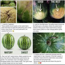 How To Check If A Watermelon Is Ripe Watermelon Facts Watermelon Ripeness Watermelon