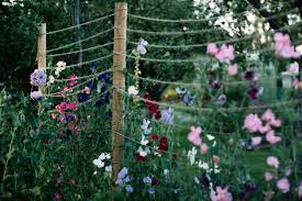 Schnittblumen Im Garten Anbauen Gartenblog Hauptstadtgarten In 2020 Blumen Fur Garten Blumen Anbauen Einjahrige Blumen