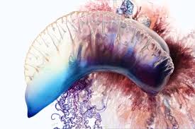 Deadly Beauty A Portrait Of The Portuguese Man Of War Portuguese Man O War Man Of War War