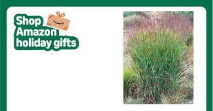 Image result for Panicum chionachne