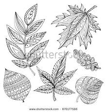 Free download 40 best quality acacia tree coloring page at getdrawings. Collection Of Decorative Autumn Leaves Of Different Trees Oak Linden Maple Acacia Hand Draw In Vector Colo Autumn Leaves How To Draw Hands Coloring Pages