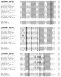 Antioxidants Free Full Text Copper Zinc Superoxide Dismutase From The Crocodile Icefish Chionodraco Hamatus Antioxidant Defense At Constant Sub Zero Temperature Html