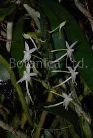 Image result for Aerangis ugandensis