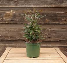 I would trim the leafless stems fairly low, and just above where former leaves once were. False Aralia Kiwi Nurseries Ltd