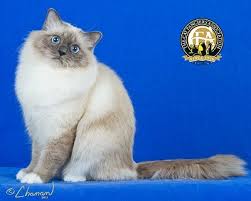 Breed Profile The Birman