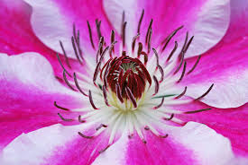 Check spelling or type a new query. Growing Clematis The Problems And Possibilities Blooming Lucky