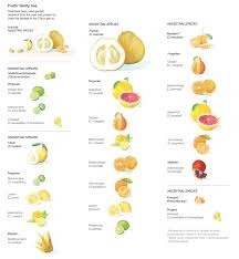 The Five Ancestral Species Of Citrus Fruits Papeda Citron