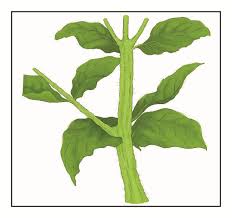 Image result for Aspilia africana