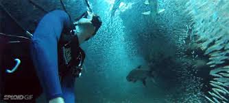 Maybe you would like to learn more about one of these? 1 Scuba Diver Gifs Gif Abyss