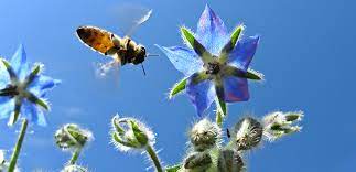 Check spelling or type a new query. Glorybee Lesson 6 Nectar And Pollen Plants Of The Pacific Northwest Glorybee