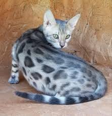 Bengal kittens will sometimes be priced out of the given price range. Rosetted Female Blue Bengal Female Bengal Cat For Sale In California United States Profile Id 24749
