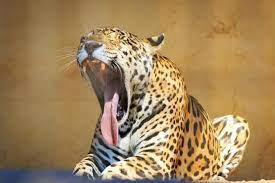 Things to do in sao paulo. Sao Paulo Zoo Zoologico De Sao Paulo Sao Paulo Tickets Tours Book Now