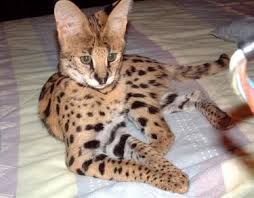 Maybe you would like to learn more about one of these? African Serval Savannah Cat Babycenter African Serval Bengal Cat Savannah Cat