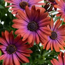 At sam's club we offer fresh flowers, including gerber daisies in bulk quantities. Ostica Bronze Osteospermum Plants For Sale Free Shipping