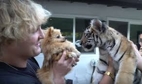 Image result for logan paul dog kong. California Man Convicted Of Illegally Owning Tiger Cub Seen On Logan Paul S Youtube Video