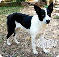 Corning Ca Border Collie Mix Meet Lucy A Dog For Adoption Dog Adoption Border Collie Mix Border Collie