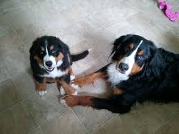 Pin On Beautiful Bernese Mountain Dogs And Puppies