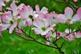 One of the most beautiful of the native american flowering trees, you won't be disappointed with this beauty. Pink Cornus Florida Rubra Tree Also Known As Pink Flowering Dogwood Stock Photo Picture And Royalty Free Image Image 135798569