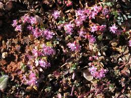 Image result for Bergia