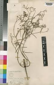 Image result for Periploca linearifolia