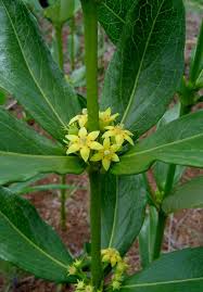 Image result for Fadogia