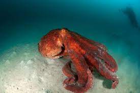 Large octopus) is a giant octopus kaiju created by toho that first appeared in the 1962 godzilla film, king kong vs. Giant Pacific Octopus