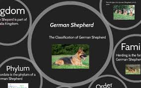 German Sheperd Classification By Jagger Lovo On Prezi