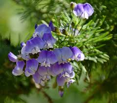 Image result for Psoralea glabra