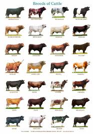 A4 Laminated Posters Breeds Of Cattle Sheep Or Pigs Sheep Breeds Dairy Cattle Cattle Ranching