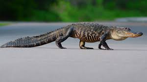 Massive' Alligator Weighing About 700 Pounds Found In Georgia