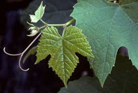 How to grow vine peach from seed vine leaf plant,when can you plant grape seeds how to grow grape vines on a pergola,growing muscadine grape grape vine growing transplant grapevines best time,vine plants zone 4 planting grape wine,table grape growing tips concord grape seed planting. Grapevine Plant With Vitis Tendrils Which Are Modified Leaves That Grape Growing Trellis Plants Grape Vines