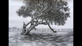 Nature pencil sketch nature (pencil, charcoal) file size: Koala Charcoal Pencil Drawing Nature Wildlife Art Paintingtube