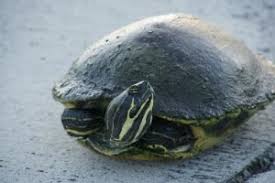 I took a picture of his/her plastron. Peninsula Cooter Care Sheet All Turtles