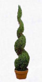 Buy topiary tree and get the best deals at the lowest prices on ebay! Topiary Trees For Sale Ideas On Foter In 2021 Live Topiary Wedding Plants Topiary Trees
