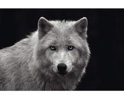There are entirely mundane white wolves in the setting, but white wolf + blue eyes always means you're looking at skoll reincarnated. Poster White Wolf Blue Eyes 61x91 5 Cm Bei Hornbach Kaufen