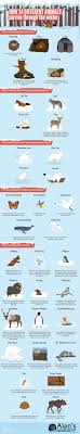 How 34 Different Animals Survive Through The Winter Infographic Animal Infographic Animals Survival Instinct