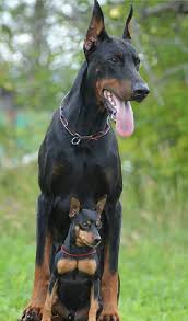 Doberman Mini Pincher Two Different Breeds Of Dog Kopek Turleri Kopek Evcil Hayvanlar