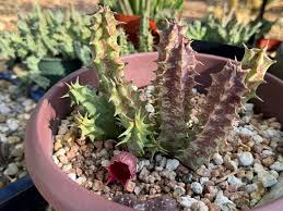 Image result for Huernia occulta