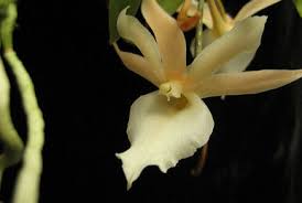 Image result for Ypsilopus erectus