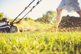 Empire zoysia grass seeds/ lawn grass 1/8 lb. Why Choose Empire Zoysia Over Sir Walter Glenview Turf