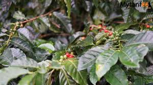 There are more than 100 coffee trees per person in costa rica. Costa Rican Coffee Best Brands Tours History And More