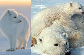 Suntem departe, în nord, în norvegia, în spitsbergen, pe insula svalbard. Care Sunt Animalele Care TrÄƒiesc La Polul Nord