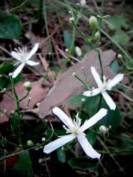 This is really fun learning about clematis! Clematis Terniflora At Digging Dog Nursery