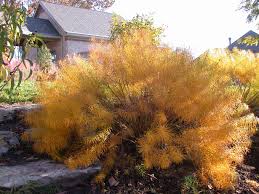 Maybe you would like to learn more about one of these? Overhill Gardens Of Vonore Tn East Tennessee Native Plant Landscapes And Nursery