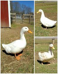 They are a large, hardy breed with excellent egg production when managed properly. Ducks Safe Haven Farm Sanctuary