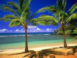 We did not find results for: Hawaii Beach Scenery Wallpapers Wallpaper Cave
